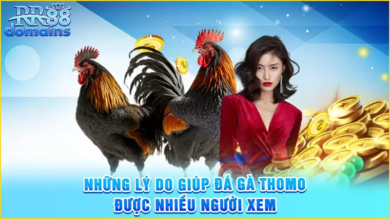 Những lý do giúp đá gà Thomo được nhiều người xem