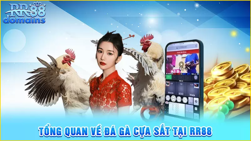 Khái niệm chung đá gà cựa sắt RR88